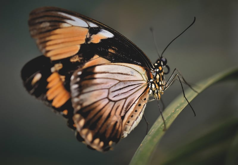 Butterfly on Trail